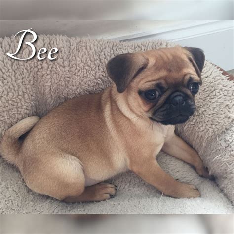 Noela moms pug home guarantee getting your newest companion a smooth pleasant experience Beautiful KC reg Apricot Pug Puppy - New Price | Ryton ...
