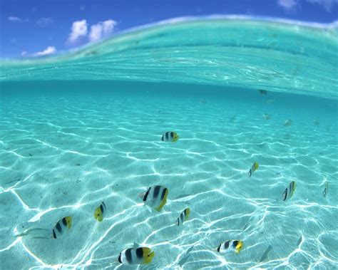 Free Download Download Hawaii Ocean Underwater Wallpaper In Nature Wallpapers With X