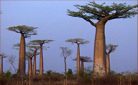 8 facts about baobab trees fact file