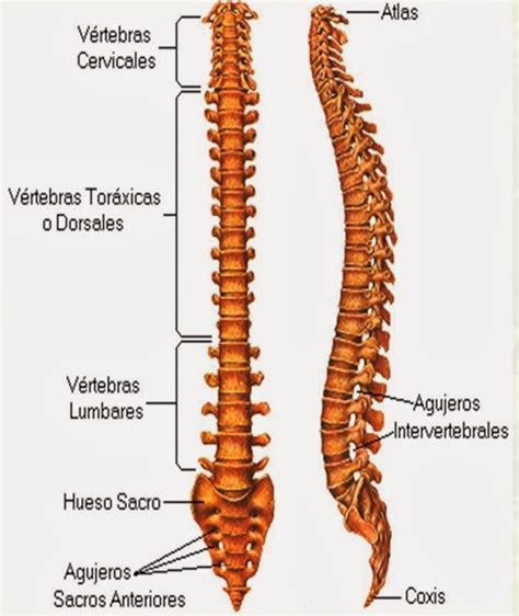 3d Trainingentrenamiento 3d Hablemos Sobre Movilidad Columna Vertebral