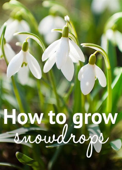 How To Grow Snowdrops Tips On Planting And Dividing Snowdrops David