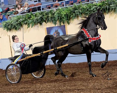 Dragonsmeade Hereafter Wc Futurity Classic Pleasure Driving 3 Year