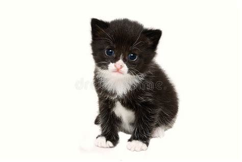 Baby Tuxedo Kitten Stock Photo Image Of Fluffy Upright 8374798