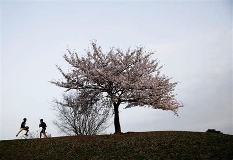 Japan Sees Earliest Cherry Blossoms On Record As Climate Warms Arab News