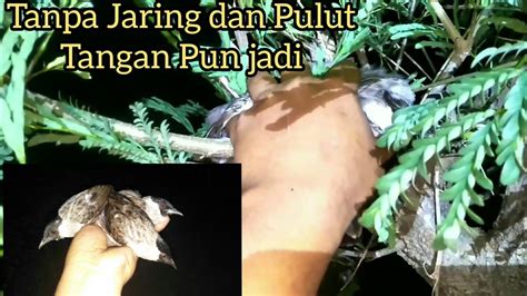 Menangkap Burung Yang Banyak Hanya Menggunakan Tangan Youtube