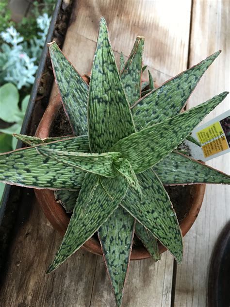 Results from one trial showed a benefit; Aloe Vera Plant | Minnesota landscaping, Botanical gardens ...