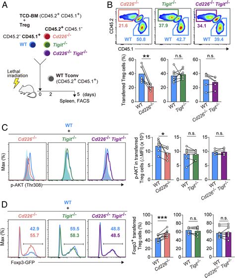 Dnam Regulates Foxp Expression In Regulatory T Cells By Interfering