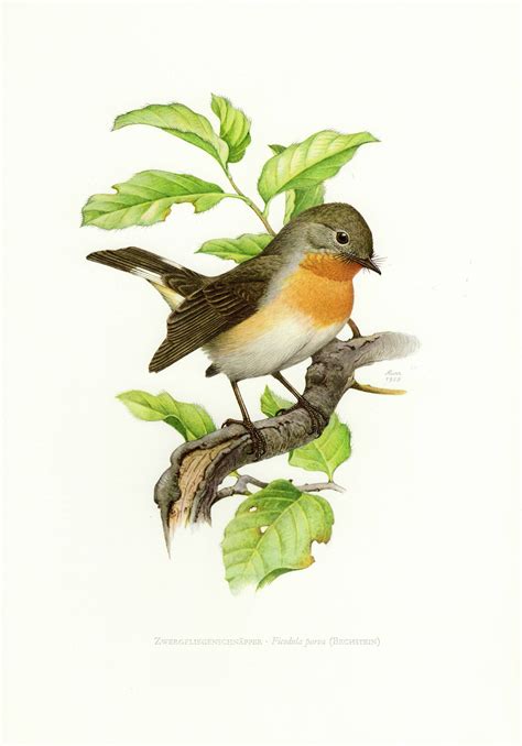 flycatcher bird print vintage lithograph from 1958 by ojiochaprints on etsy bird prints