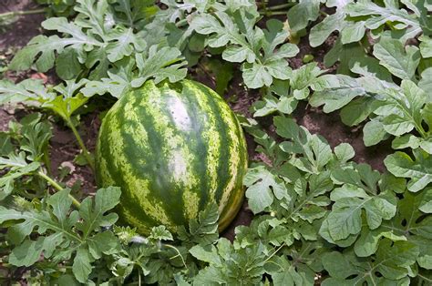 Tips On Growing Sweet Watermelon Green Thumb Organic Gardening Tips