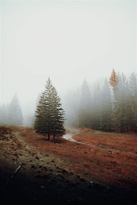 Forest Fog Pictures Download Free Images On Unsplash