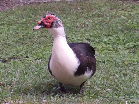 Filemale Muscovy Duck On Grass