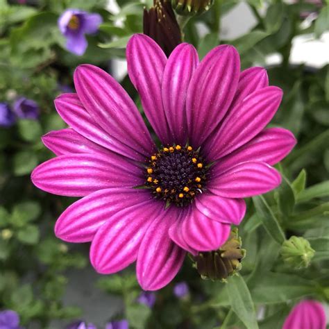 Osteospermum Soprano Purple Buy African Daisy Annuals Online