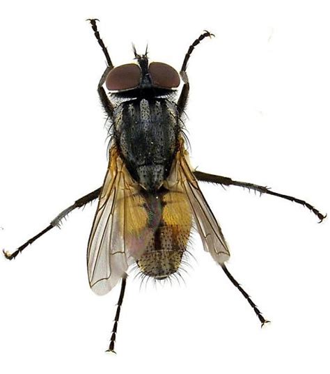 House Fly Male Musca Domestica Bugguidenet