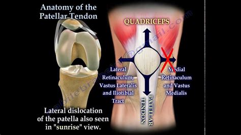 Anatomy Of The Patellar Tendon Everything You Need To Know Dr Nabil Ebraheim Youtube
