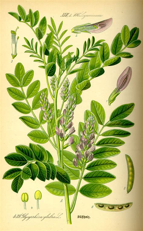 With over 60 varieties of basil available, it is possible, especially if you. Point of No Return: Jewish Refugees from Arab and Muslim ...
