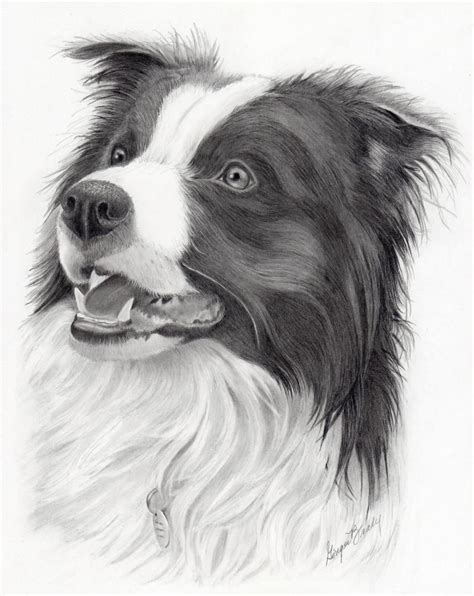 How To Draw A Border Collie At Drawing Tutorials