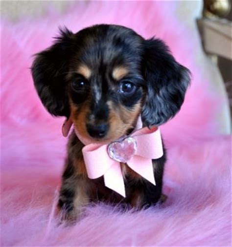 At just 15 ounces, he's one of the smallest miniature dachshund puppies we've ever seen! Tiny Mini Dachshund Puppy Adorable Dapple Princess Sold ...