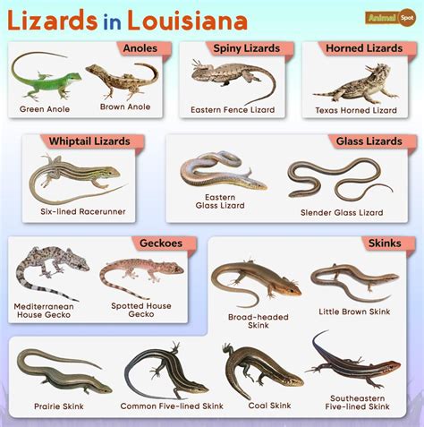 List Of Lizards Found In Louisiana Facts With Pictures