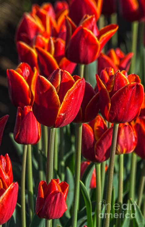 Red Tulip Hd Photograph By Mandy Judson
