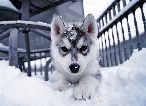 The answer is artificial insemination—at least in this siberian husky and. Cute Husky Puppies