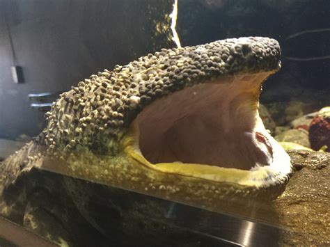 There are only three living species of giant salamander in the family cryptobranchidae: Japanese Giant Salamander - ZooChat