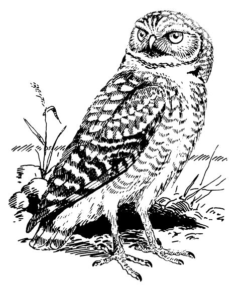 Tawny Owl Great Horned Owl Burrowing Owl Clip Art Vector Embroidery
