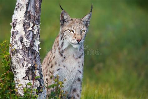 Proud Lynx Cat Sitting In The Snow Stock Photo Image Of Pets Animals