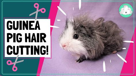 Furry Potato Gets A Haircut Long Haired Guinea Pig Breeds And How To