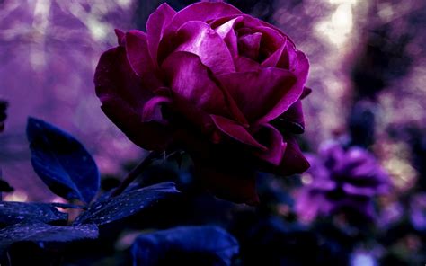 Dark Purple Roses Wallpaper 46 Images