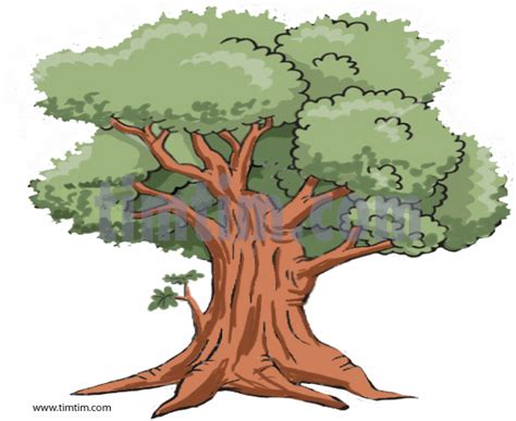 Realistic Tree Drawing | ... coloring & free online ... I used colored pencils at the end of the drawing to shade and color the white rose in.