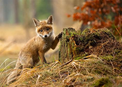 22 Breathtaking Wildlife Pictures Of Beautiful Foxes