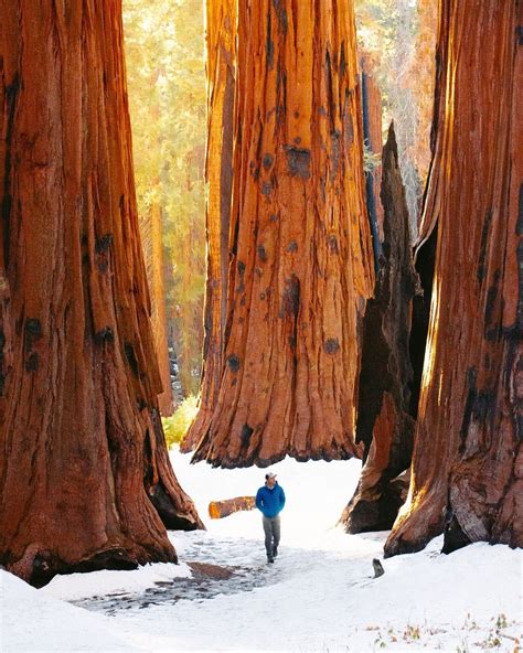 Sequoia National Park in Winter | Sequoia national park, National parks, California national parks