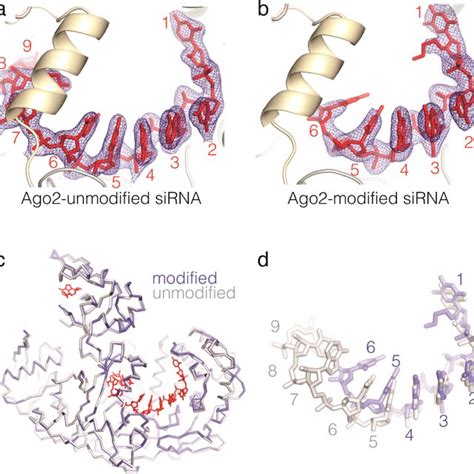 Structures Of Ago2−sirna Complexes A Unmodified Sirna And B