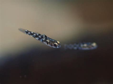 Pandaka Pygmaea Smallest Fish Najmniejsza Ryba Rybka Akwa