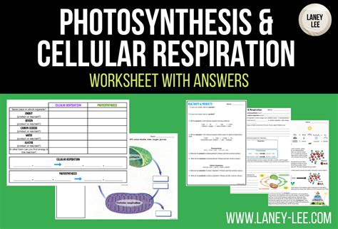 Photosynthesis and Cellular Respiration Worksheet - Laney Lee