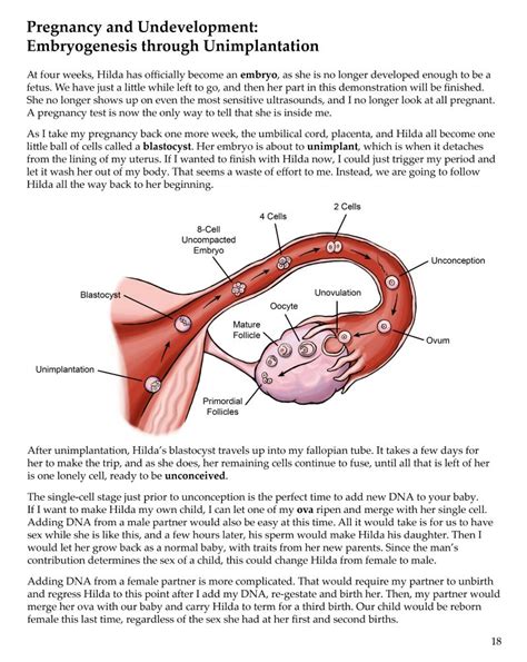 The Anatomy Physiology Of Unbirthing Artist Groblek Image Chest