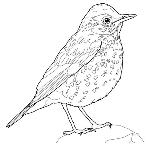 Robins are popular birds for their warm orange breast, cheery song, and early appearance at the end of winter. Wood Thrush Bird coloring page | Free Printable Coloring Pages