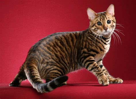 Designer Cat Breeds Iheartcats Com