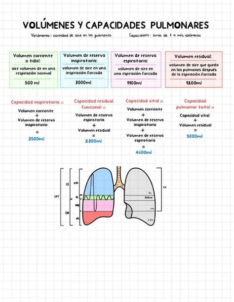 Cuadro Comparativo Volumenes Pulmonares Apuntes De Fisiolog A Docsity