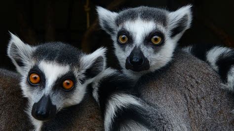 Genießen sie einen abwechslungsreichen aufenthalt, voll von erneuerten aktivitäten und dienstleistungen. Parc animalier Bouillon Ardennes belges - Ardenne.org