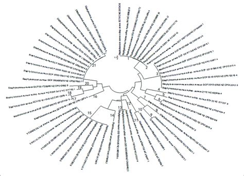 Biological Evolution Tree Generated By Principal Component Spacer