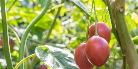 What To Do To Tree Tomatoes Affected By Nematodes Oxfarm Organic Ltd