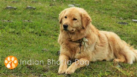 Top 20 Indian Dog Breeds Purchasing Price And Care Pethelpful