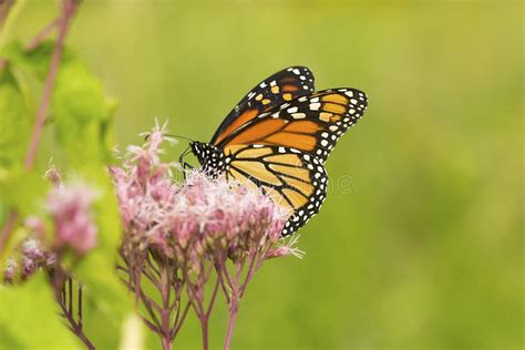 453 Monarch Butterfly Butterfly Weed Stock Photos Free And Royalty Free