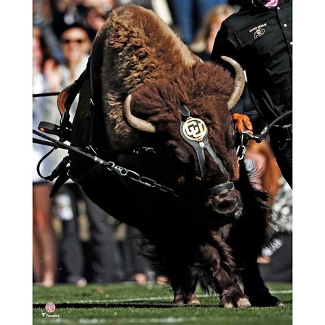 Colorado Buffaloes Unsigned Ralphie Running Photograph