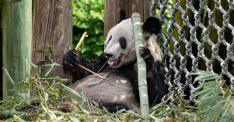 Giant Panda Ya Ya Leaves Memphis Zoo To Head Home To China After 20