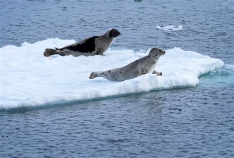 Scientists To Study Impact Of Climate Change On Arctic Ecosystem