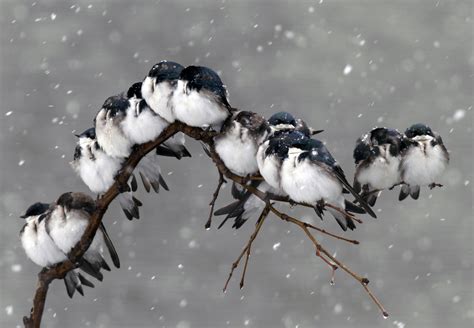 Birds Snow Wallpapers Hd Desktop And Mobile Backgrounds