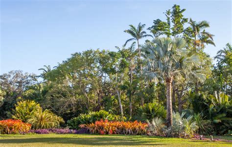 Exotic Escape To Fairchild Tropical Botanic Garden Cultivated And Wild