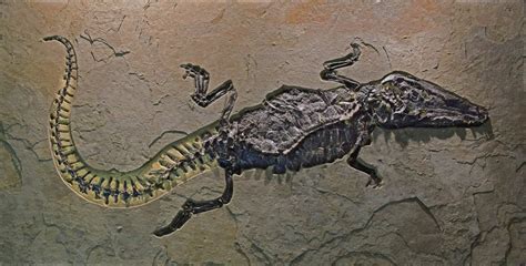 Important Green River Formation Fossils Come To New York Deposits